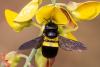 Xylocopa sp.